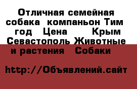 Отличная семейная собака- компаньон Тим. 1 год › Цена ­ 1 - Крым, Севастополь Животные и растения » Собаки   